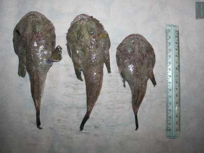 Le rane pescatrici erano lunghe 20 centrimetri, ma parliamo di un tipo di pesce che raggiunge tranquillamente i 120/150 centrimetri. Praticamente ci siamo ritrovati in mano dei �beb�